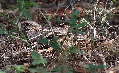 Slender-tailed Nightjar Found at a lodge abandoned on the shores of Lake Langano following Covid and the consequent drop in visitors and tourists. Caprimulgus clarus,Lake Langano,Oromia,Rift Valley,Slender-tailed nightjar