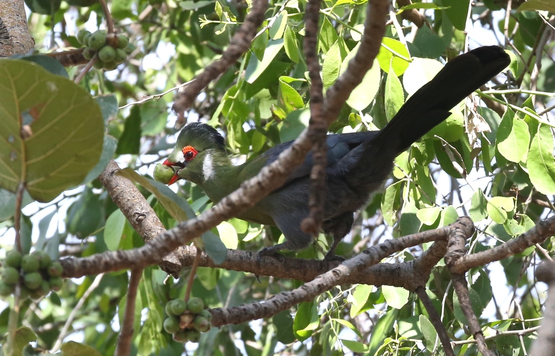 White-cheeked Turaco eating fig This wonderful fig tree by lake Langano at Harra Lodge was home to many wonderful species of birds, a joy to behold. Harra Lodge,Oromia,Rift Valley,Tauraco leucotis,White-cheeked Turaco