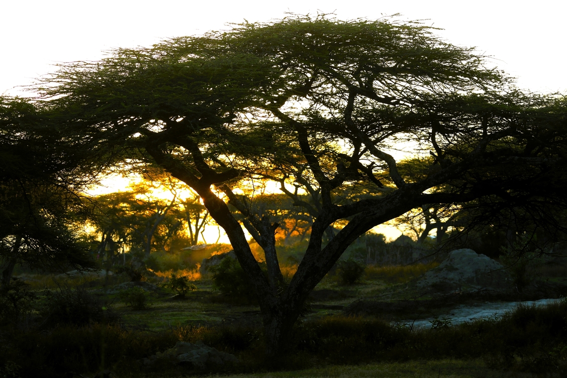 Umbrella Thorn Acacia, An African Sunrise Wonderful sunrise by Lake Langano Harra Lodge,Lake Langano,Oromia,Rift Valley,Umbrella thorn acacia,Vachellia tortilis