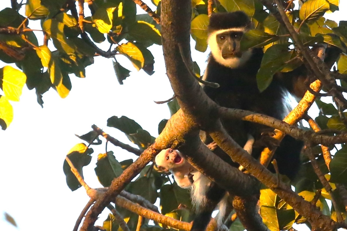 Mantled Guezera, Mother & infant enjoying the sunrise These are members of the Omo Mantled Guereza, ssp - Colobus guereza guereza, one of 2 ssp present in Ethiopia; the other is the Djaffa Mountains Guereza (Colobus guereza gallarum) which is found in the South-east of the Ethiopian Rift Valley relatively close to Harra Lodge but which is rarer than the Omo. Colobus guereza,Harra Lodge,Lake Langano,Mantled guereza,Omo Mantled Guereza,Oromia,Rift Valley