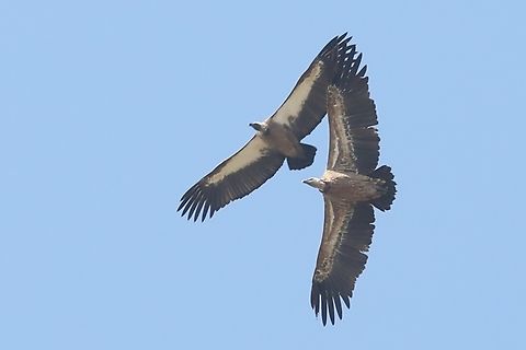 White-backed Vulture (left) & Griffon Vulture (right) These 2 seen over the lodge exploiting the thermals. Griffon vulture,Gyps africanus,Gyps fulvus,Harra Lodge,Lake Langano,Oromia,Rift Valley,White-backed Vulture