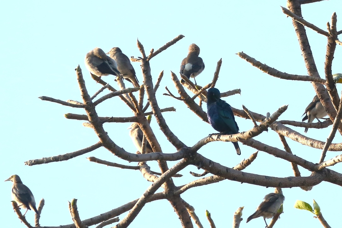Small flock of Wattled Starlings with a Great Blue-eared Starling  Creatophora cinerea,Great Blue-eared Starling,Harra Lodge,Lake Langano,Lamprotornis chalybaeus,Oromia,Rift Valley,Wattled Starling
