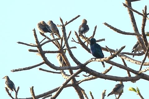 Small flock of Wattled Starlings with a Great Blue-eared Starling  Creatophora cinerea,Great Blue-eared Starling,Harra Lodge,Lake Langano,Lamprotornis chalybaeus,Oromia,Rift Valley,Wattled Starling