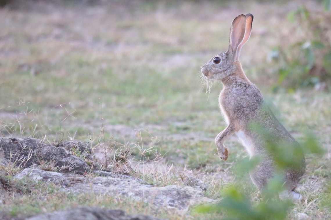 Abyssinian Hare An Abyssinian Hare up early to see us off from Harra Lodge. Abyssinian hare,Harra Lodge,Lake Langano,Lepus habessinicus,Oromia,Rift Valley
