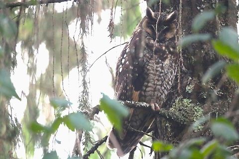 Abyssinian Owl Well hidden in one the conifers, close-by the park headquarters Abyssinian owl,Asio abyssinicus,Bale Mountains National Park HQ,Dinsho Park,Oromia