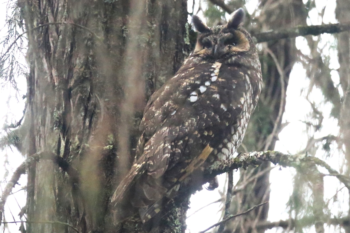 Abyssinian Owl Found in Dinsho park fairly close-by the Bale Mountains National Park Headquarters Abyssinian owl,Asio abyssinicus,Bale Mountains National Park HQ,Dinsho Park,Oromia
