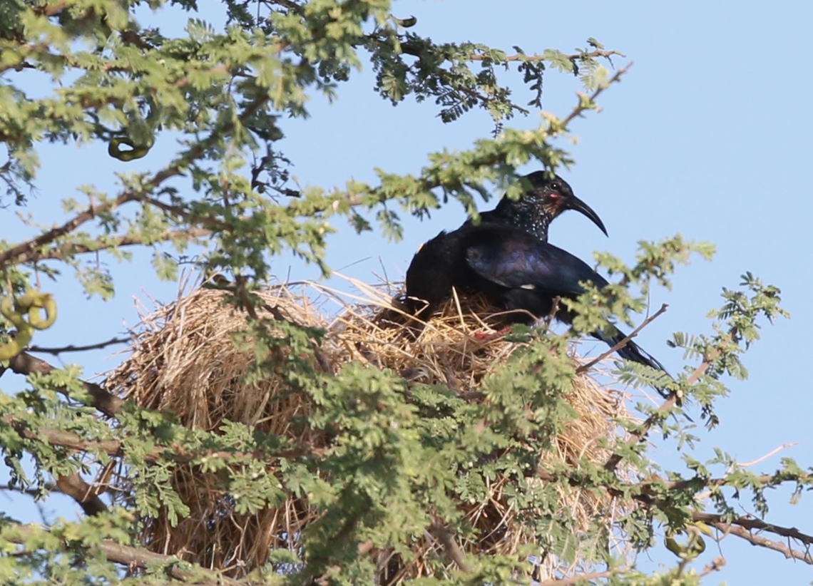 Black-billed Woodhoopoes predating White-browed Sparrow-weaver nests There are3 ssp found in in Ethiopia.  These are:   Phoeniculus somaliensis somaliensis, Phoeniculus somaliensis neglectus &amp; Phoeniculus somaliensis abyssinicus.  I think these are P. s. neglectus although there is no great database to show where they appear; however we were in arid thorn scrub, in the Rift Valley in central Ethiopia.  Generally P. s. s. is found in  SE Ethiopia to w Somalia and ne Kenya (so if these are not P. s. n. they will be P. s. s.),   &amp; finally P. s .a. is generally ascribed to being found in N Ethiopia and Eritrea. Black-billed Wood-hoopoe,Lake Langano,Oromia,Phoeniculus somaliensis,Rift Valley,Sabana Lodge