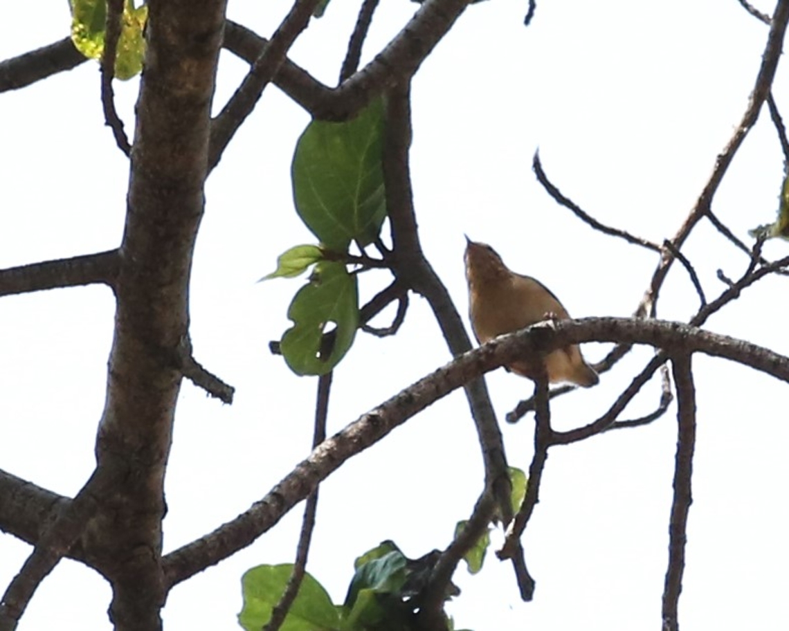 Red-faced Crombec Just one fleeting shot of this little bird in a fig tree at Harra Lodge Harra Lodge,Lake Langano,Oromia,Red-faced crombec,Rift Valley,Sylvietta whytii