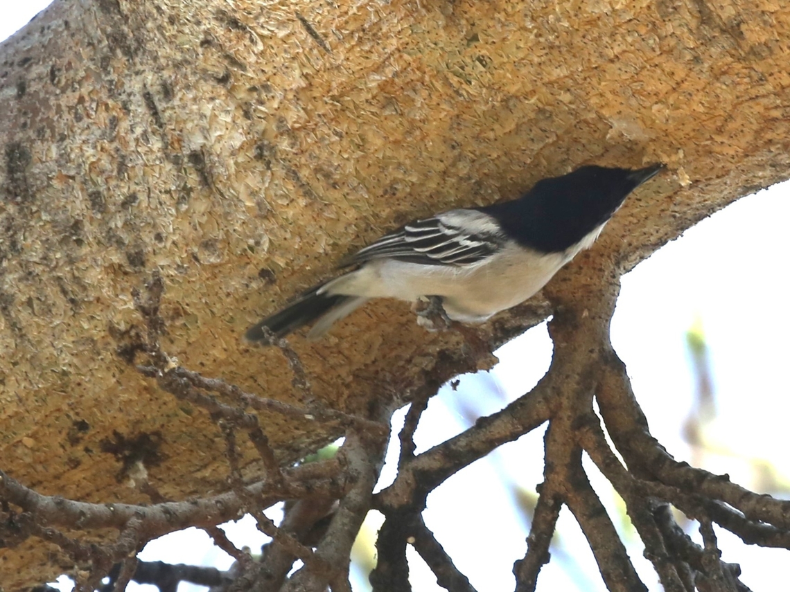 Northern Puffbird (male) in fig tree Searching the bark Dryoscopus gambensis,Harra Lodge,Lake Langano,Northern puffback,Oromia,Rift Valley