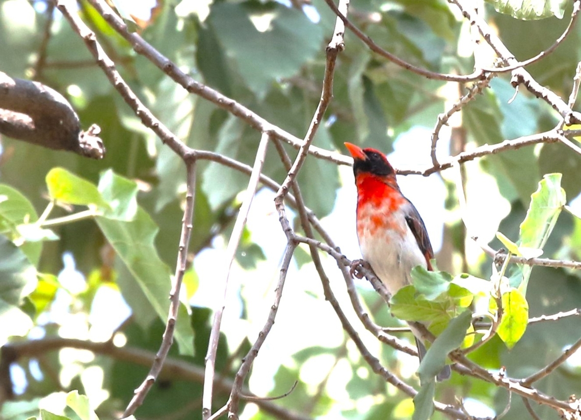 Red-headed Weaver in fig tree A very productive fig tree Anaplectes rubriceps,Harra Lodge,Lake Langano,Oromia,Red-headed weaver,Rift Valley
