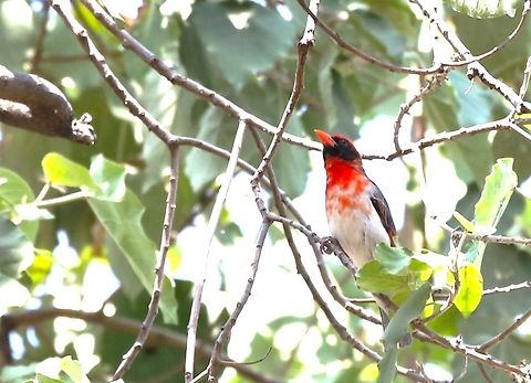 Red-headed Weaver in fig tree A very productive fig tree Anaplectes rubriceps,Harra Lodge,Lake Langano,Oromia,Red-headed weaver,Rift Valley
