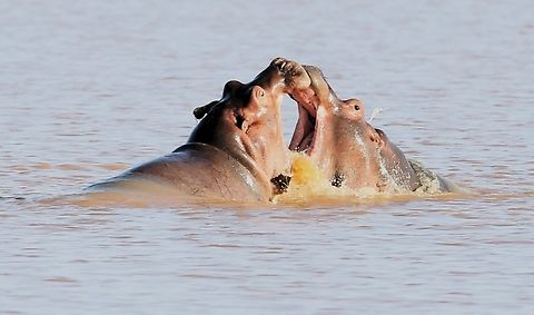 Hippopotami learning the strength and fighting life-skills These are, I believe, relatively young males in a pod or herd just offshore from Harra Lodge testing their strength, Harra Lodge,Hippopotamus,Hippopotamus amphibius,Lake Langano,Oromia,Rift Valley