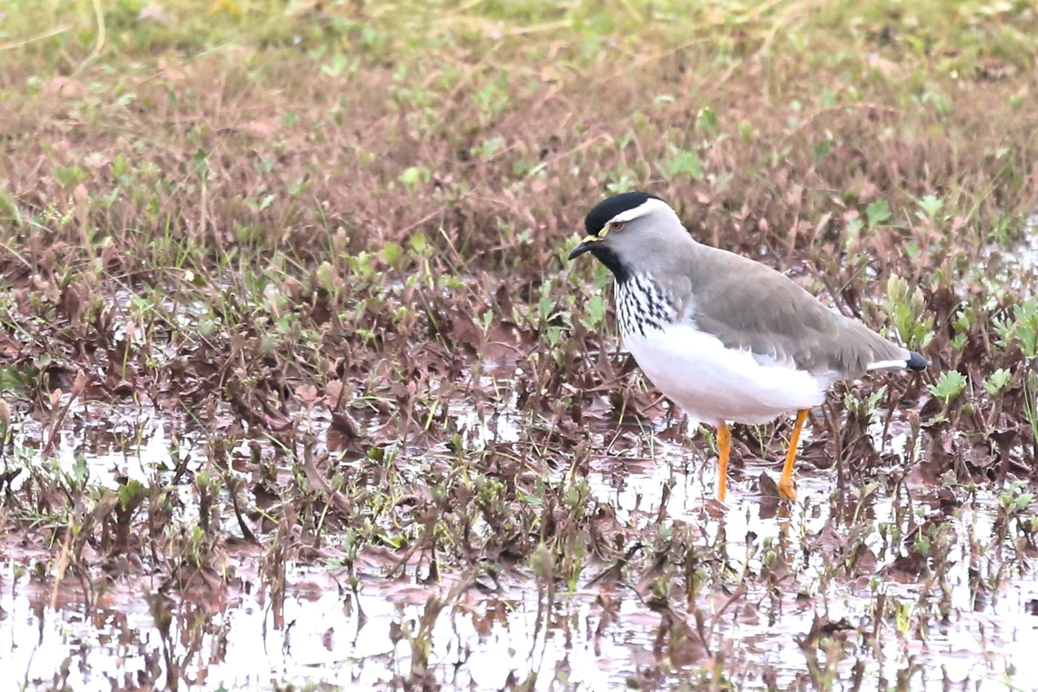 Spot-breasted Lapwing This approachable endemic, here seen around the damp areas on the Sanetti Plateau, the most extensive high- altitude feature on the African continent.  Here we were at 4,100metres.  More than 80% of all species found in this afro-montane habitat are endemic.  An absolutely wonderful area (just hard walking). Bale Mountains,Oromia,Sanetti Plateau,Spot-breasted lapwing,Vanellus melanocephalus