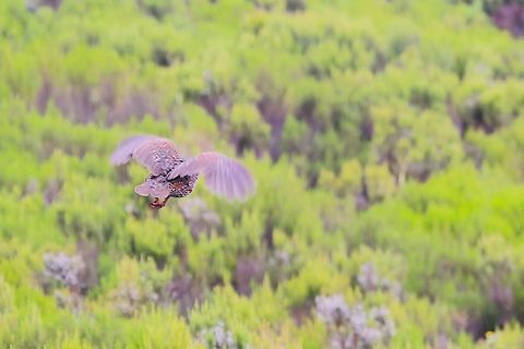 Chestnut-naped Spurfowl in flight at the top of the Harenna Escarpment  Bale Mountains,Chestnut-naped spurfowl,Harenna Escarpment,Oromia,Pternistis castaneicollis,Pternistis castaneicollis castaneicollis