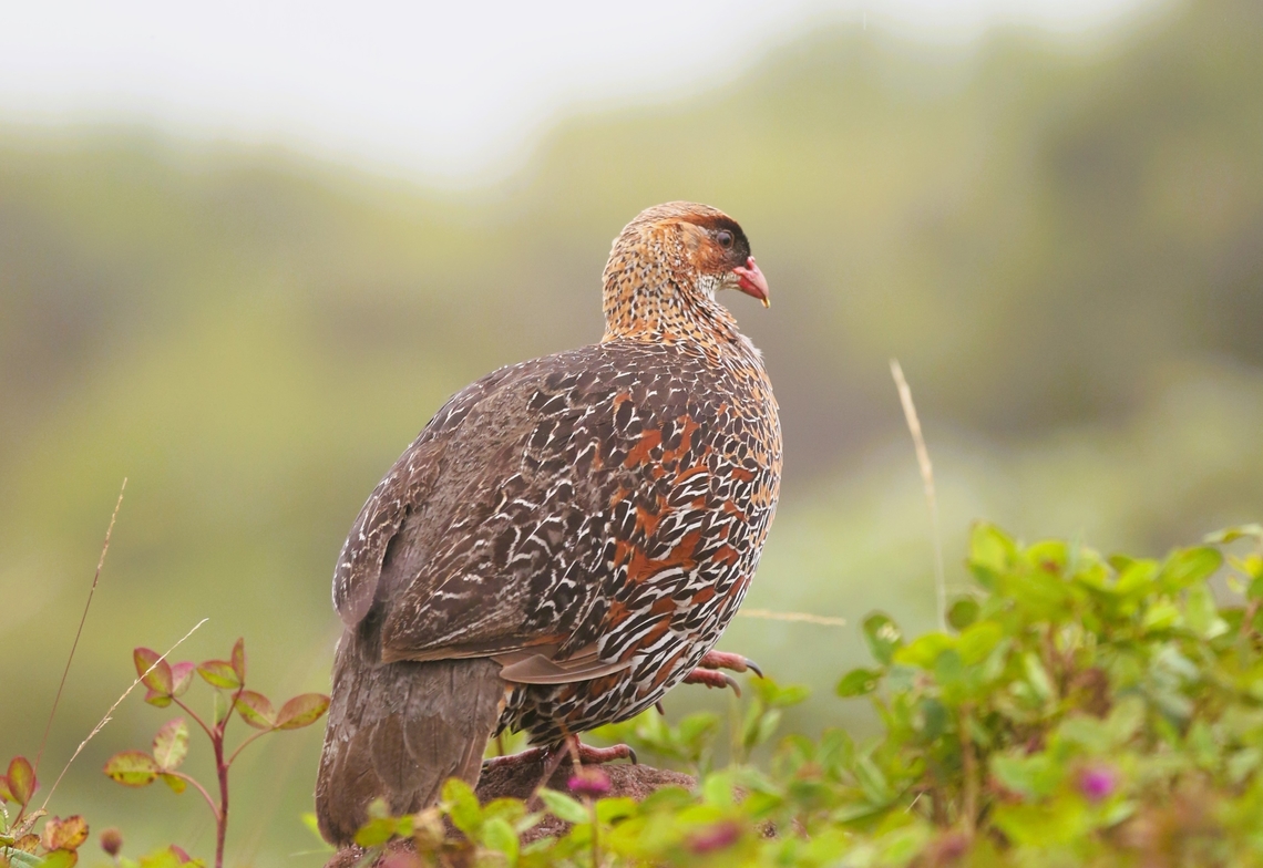 Chestnut-naped Spurfowl - Northern ssp The Northern ssp of this fine spurfowl, previously called francolin.  The other ssp is P c atrifrons, the Black-fronted Chestnut-naped Spurfowl.  We saw quite a few just of these birds just as we descended from the Sanetti Plateau down towards the Harenna Forest and again when emerging onto the Sanetti Plateau on the 2 days when we were travelling in this area.  There were males, females and adults with chicks. Bale Mountains,Chestnut-naped spurfowl,Harenna Escarpment,Oromia,Pternistis castaneicollis,Pternistis castaneicollis castaneicollis