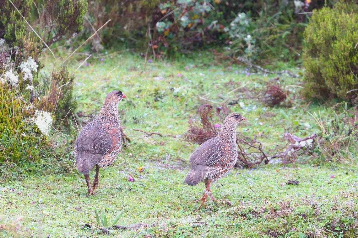 Chestnut-naped Spurfowl - Male & Female The only group of Chestnut-naped Spurfowl (including chicks), that we saw on the Sanetti Plateau and not on the Harenna Escarpment.  Here a male (left) and a female (right). Bale Mountains,Chestnut-naped spurfowl,Oromia,Pternistis castaneicollis,Pternistis castaneicollis castaneicollis,Sanetti Plateau
