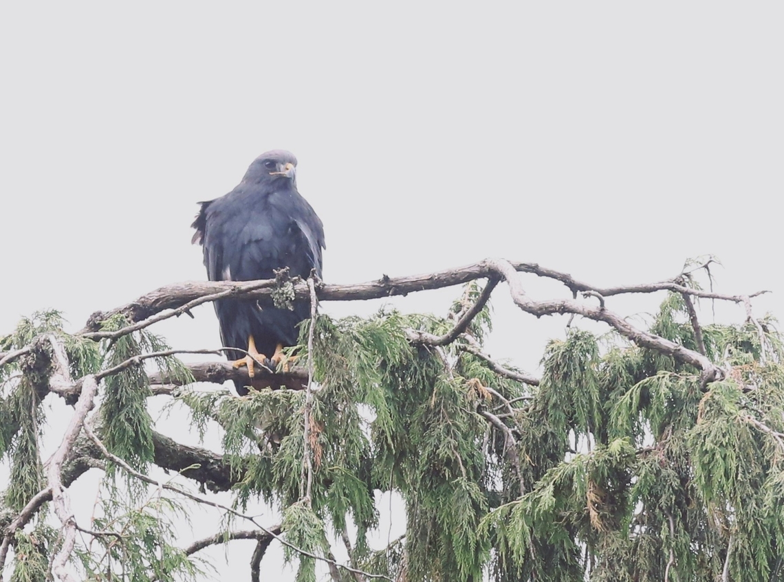 Verreaux's Eagle on B90, Dodola to Dinsho This extends the range shown on Wikipedia, although not on such as ebird or iNaturalist. Aquila verreauxii,B90 Dodola to Dinsho pass,Bale Mountains,Oromia,Verreaux's Eagle