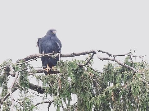 Verreaux's Eagle on B90, Dodola to Dinsho This extends the range shown on Wikipedia, although not on such as ebird or iNaturalist. Aquila verreauxii,B90 Dodola to Dinsho pass,Bale Mountains,Oromia,Verreaux's Eagle
