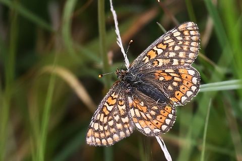 Marsh Fritillary Newly recorded in Wet Sleddale after this butterfly was believed to have gone extinct in Cumbria in the early 2000's or having re-colonised from a re-introduction or was there all the time!  No DNA evidence yet available to clear this up. Cumbria,Euphydryas aurinia,Marsh fritillary,Wet Sleddale
