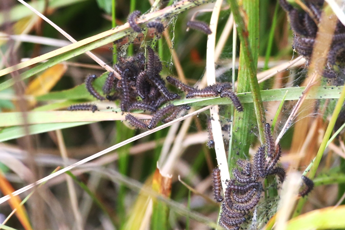 Marsh Fritillary Caterpillar Web  Cumbria,Euphydryas aurinia,Marsh fritillary,Wet Sleddale