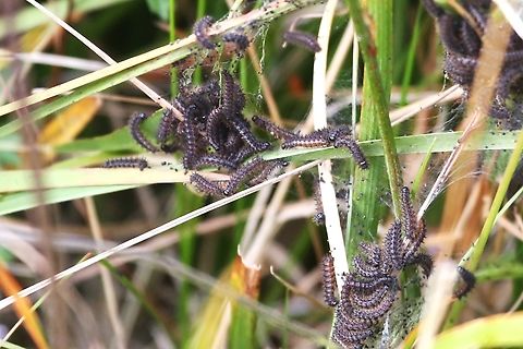 Marsh Fritillary Caterpillar Web  Cumbria,Euphydryas aurinia,Marsh fritillary,Wet Sleddale
