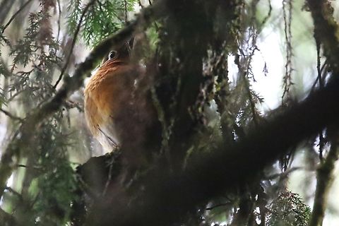 Abyssinian Ground-thrush Hidden away in a dark tree. Abyssinian Ground-Thrush,Bale Mountains National Park HQ,Geokichla piaggiae,Oromia