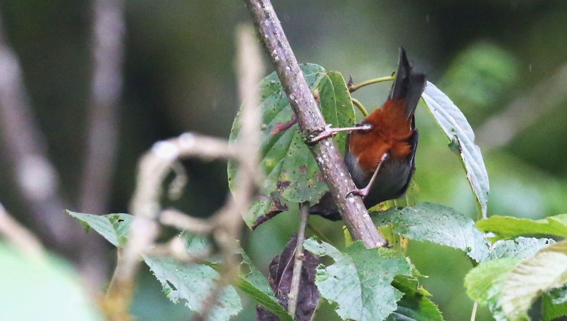 Abyssinian Catbird This catbird just wouldn&#039;t show his/her head!! Abyssinian Catbird,Bale Mountains,Oromia,Sylvia galinieri
