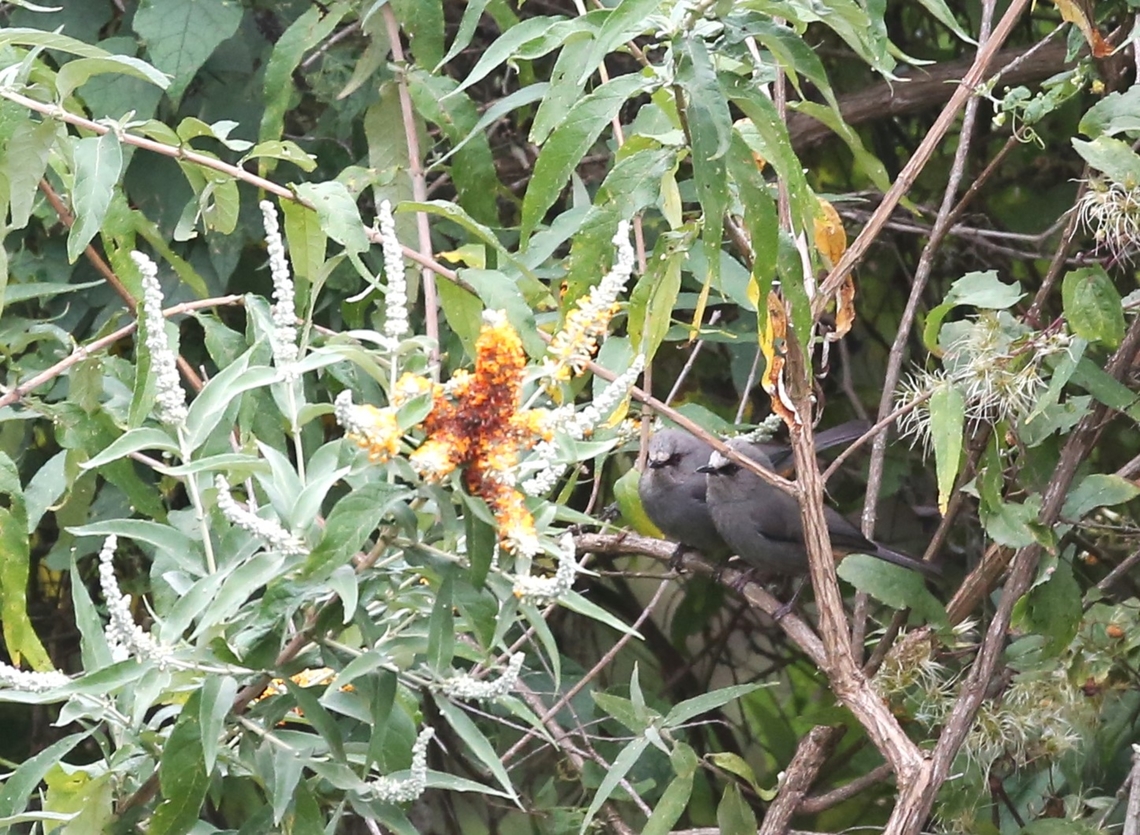 2 Abysinnian Cat Birds Found myself looking down on these from the road Abyssinian Catbird,B90 Dodola to Dinsho pass,Bale Mountains,Oromia,Sylvia galinieri
