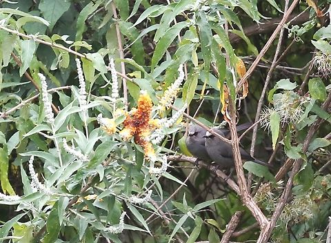 2 Abysinnian Cat Birds Found myself looking down on these from the road Abyssinian Catbird,B90 Dodola to Dinsho pass,Bale Mountains,Oromia,Sylvia galinieri