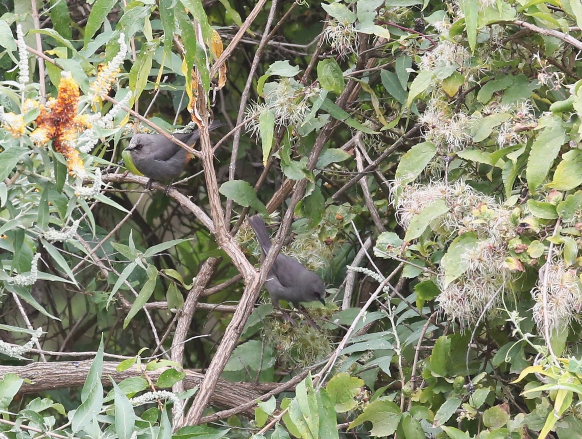 Abyssinian Catbirds  Abyssinian Catbird,B90 Dodola to Dinsho pass,Bale Mountains,Oromia,Sylvia galinieri