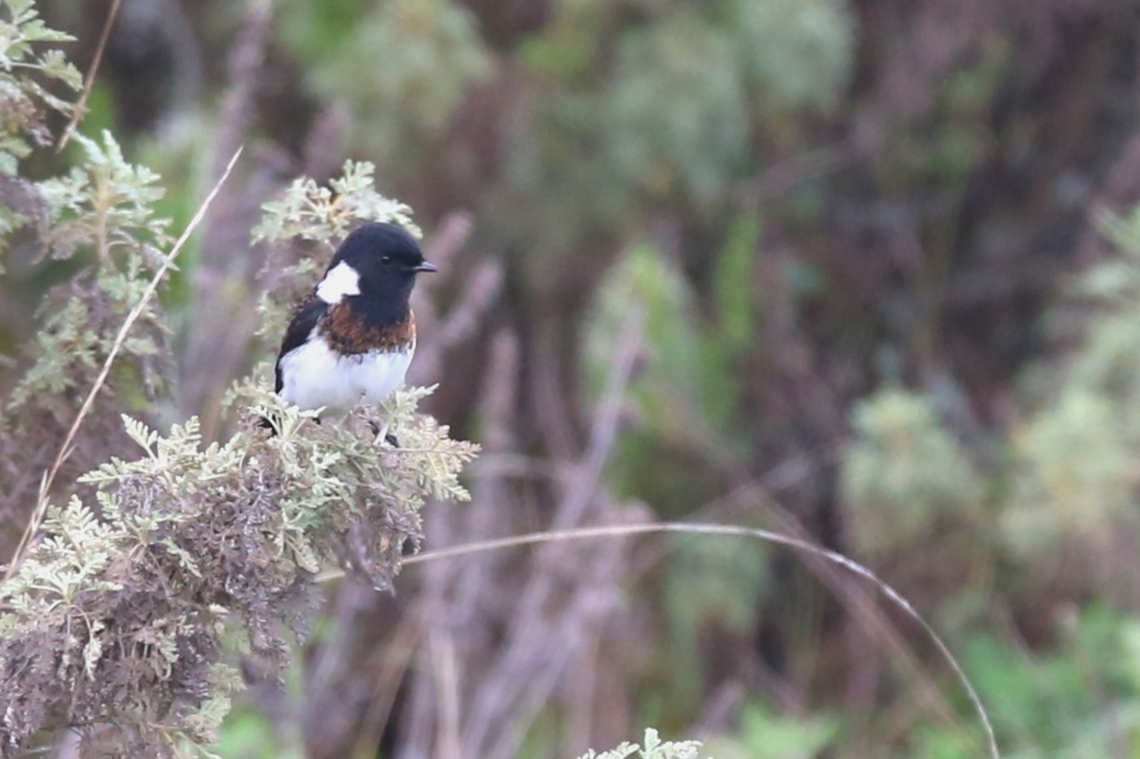 African Stonechat - Ethiopian ssp - Saxicola torquatus albofasciatus This is the Ethiopian sub-species of the African Stonechat, Saxicola torquatus albofasciatus.  After its 1st year the male of the Ethiopian ssp loses its red/russety breast shading and is only black and white. African Stonechat,B90 Dodola to Dinsho pass,Bale Mountains,Gaysay Valley,Oromia,Saxicola torquatus
