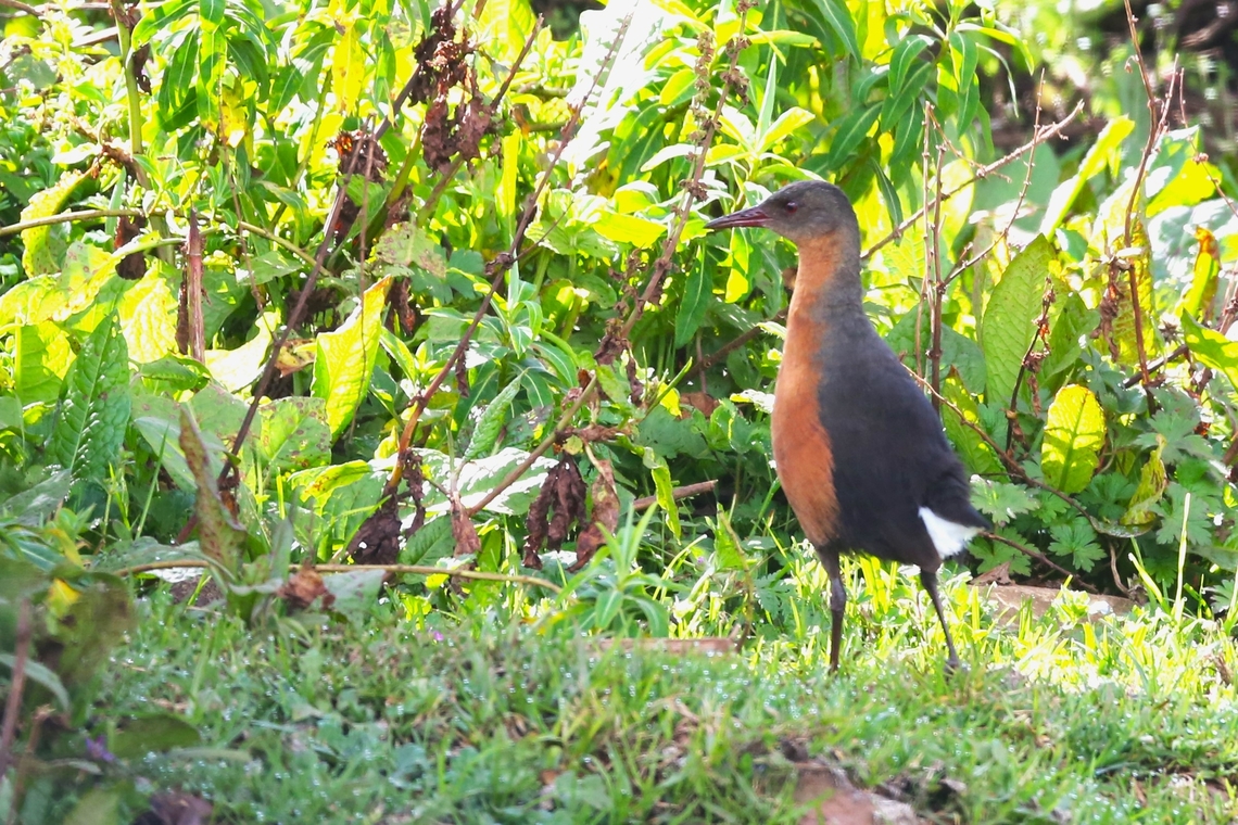 Rouget's Rail Seen in the ericaceous belt and scrubby dwarf forest areas to the North of the Sanetti Plateau, known as the Goba Escarpment and above the Park gate heading up to the Sanetti Plateau.  This bird, endemic to Ethiopia/Eritrea is classed as near threatened.  It is relatively easy to spot and was also seen on the Gaysay Grasslands further North and west.  Bale Mountains National Park,Oromia,Rouget's Rail,Rougetius rougetii