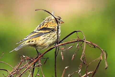 Female Ethiopian Siskin This female seen as we climbed through the ericaceous belt up towards the Sanetti Plateau. Bale Mountains National Park,Ethiopian Siskin,Oromia,Serinus nigriceps