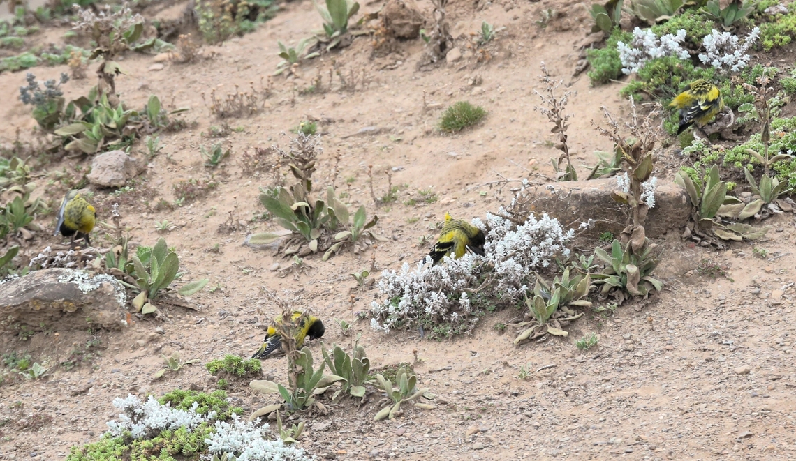 Male Ethiopian Siskins atop of the Sanetti Plateau  Bale Mountains National Park,Ethiopian Siskin,Oromia,Sanetti Plateau,Serinus nigriceps