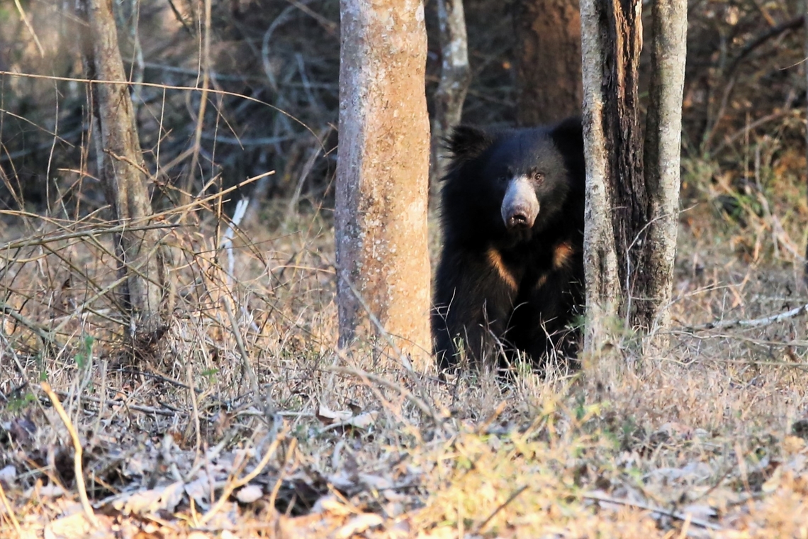 Sloth Bear, watching.... A wonderful wildlife experience, in the reserve, much to see and hear.  The sound of the forest was amazing.  Fortunate enough to spot this one Sloth Bear before he shot off. Kabini National Park,Karnataka,Melursus ursinus,Nagarhole tiger reserve,Nilgiri Biosphere Reserve,Sloth Bear
