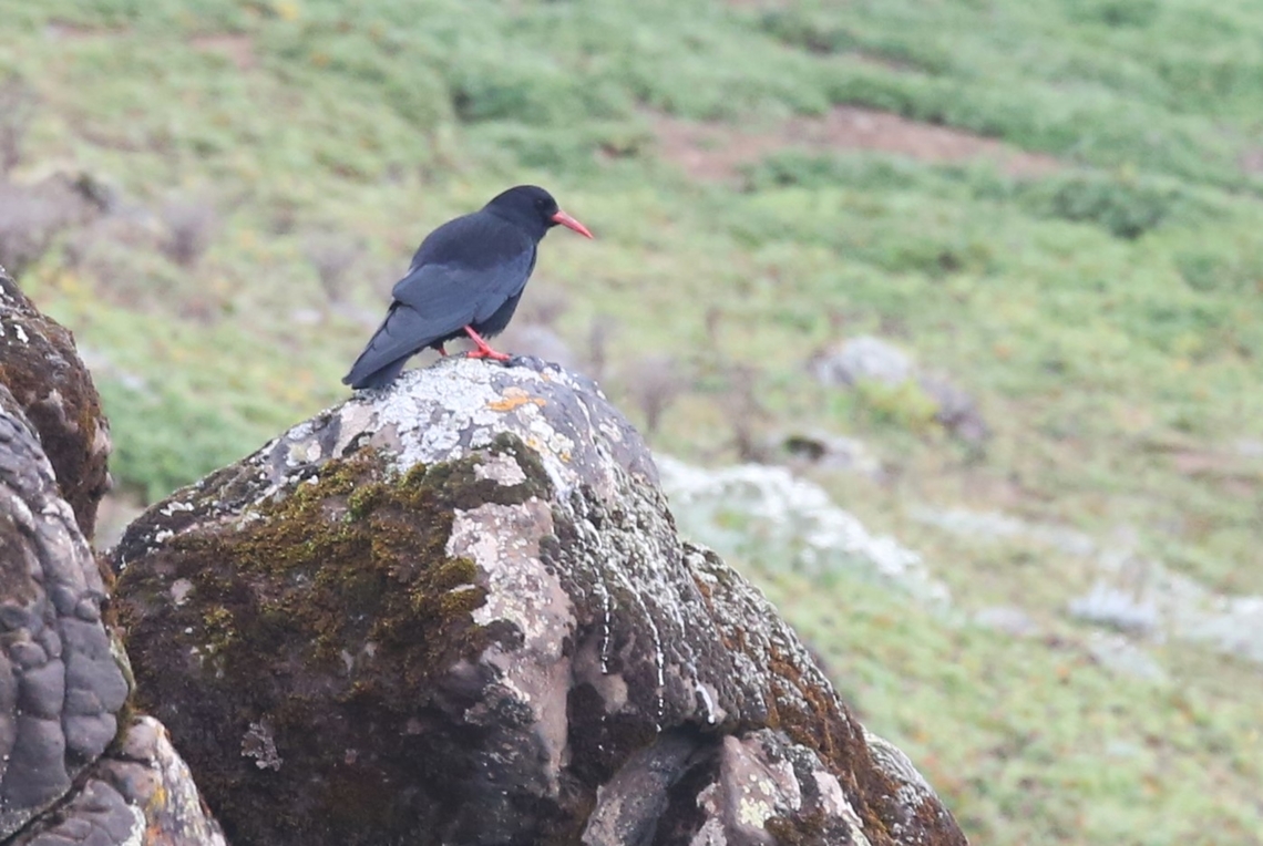 Red-billed Chough A surprising sighting. Bale Mountains,Bale Mountains National Park,Oromia,Pyrrhocorax pyrrhocorax,Red-billed Chough,Sanetti Plateau