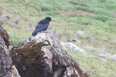 Red-billed Chough A surprising sighting. Bale Mountains,Bale Mountains National Park,Oromia,Pyrrhocorax pyrrhocorax,Red-billed Chough,Sanetti Plateau