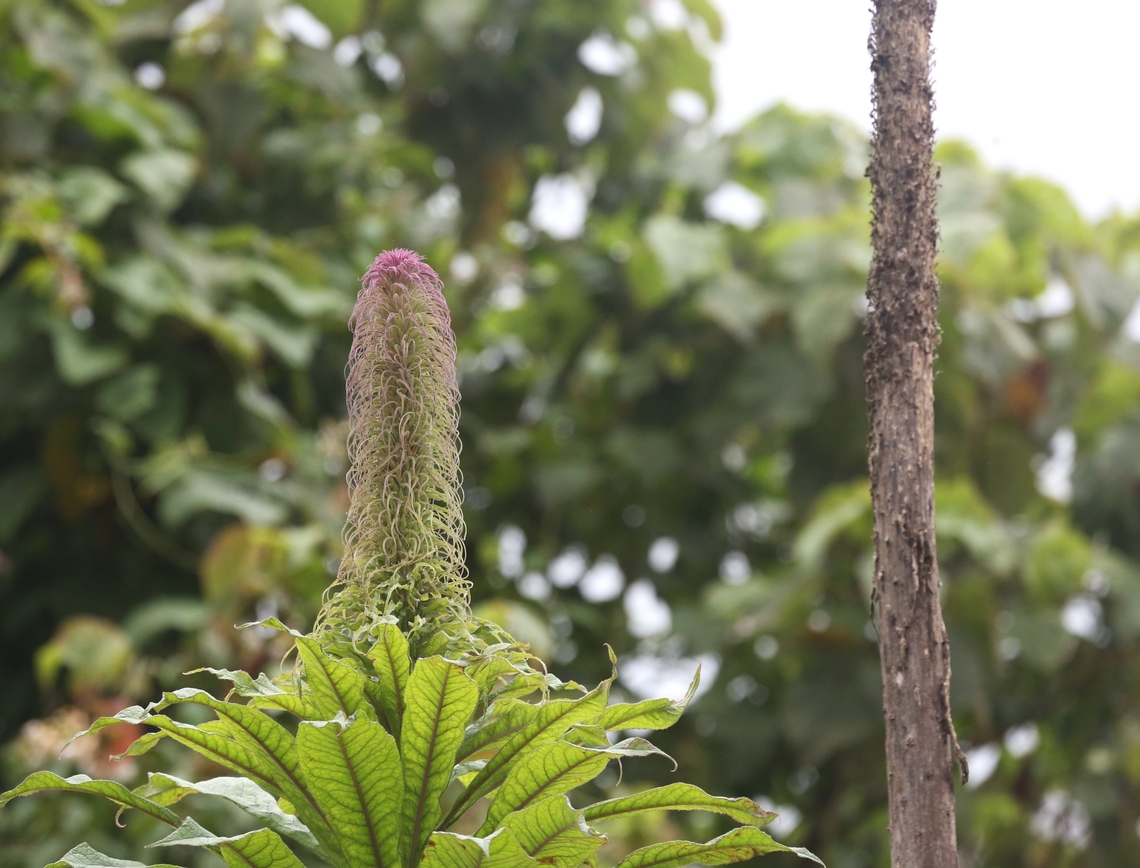 The Monocarpic Lobelia giberroa coming into flower Can grow up to 4 metres with a topping flower spike of a further 3 metres - stunning. Bale Mountains National Park,Giant Lobelia,Harenna Forest,Lobelia giberroa,Oromia