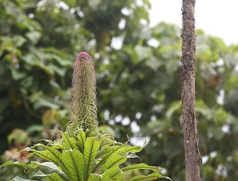 The Monocarpic Lobelia giberroa coming into flower Can grow up to 4 metres with a topping flower spike of a further 3 metres - stunning. Bale Mountains National Park,Giant Lobelia,Harenna Forest,Lobelia giberroa,Oromia