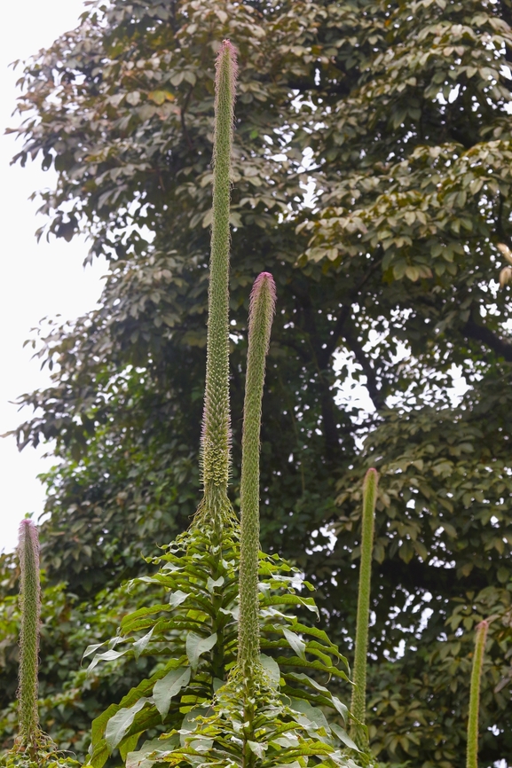 Lobelia giberroa in flower Glorious monocarpic member of the lobelia family, here up to about 7 metres Bale,Giant Lobelia,Harenna Forest,Lobelia giberroa,Oromia