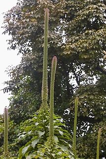Lobelia giberroa in flower Glorious monocarpic member of the lobelia family, here up to about 7 metres Bale,Giant Lobelia,Harenna Forest,Lobelia giberroa,Oromia