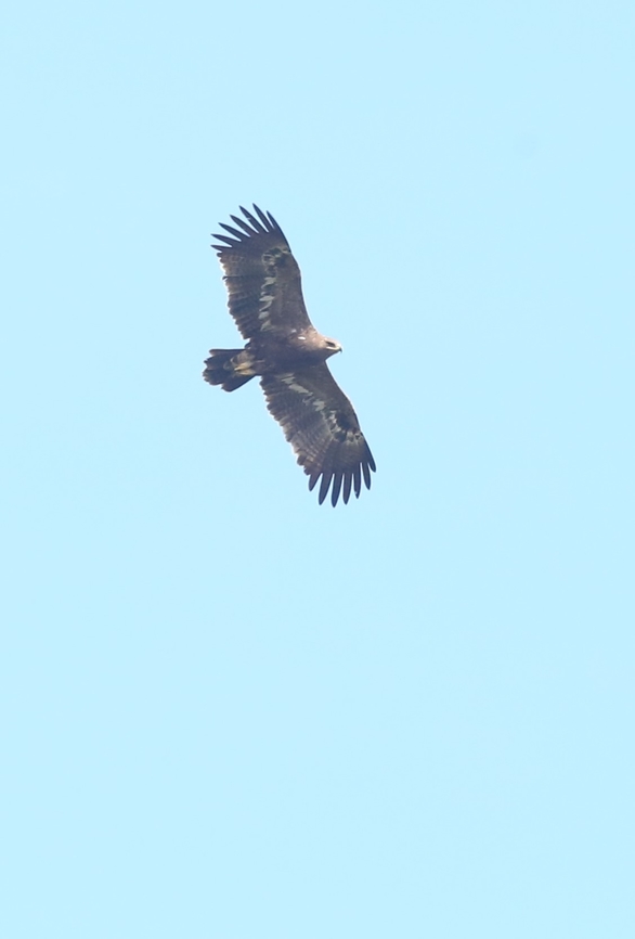 Golden Eagle high over the Sanetti Plateau  Aquila chrysaetos,Bale Mountains National Park,Golden Eagle,Oromia,Sanetti Plateau