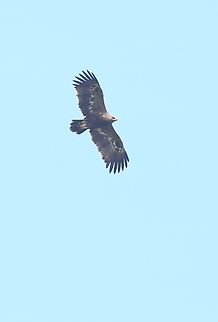 Golden Eagle high over the Sanetti Plateau  Aquila chrysaetos,Bale Mountains National Park,Golden Eagle,Oromia,Sanetti Plateau