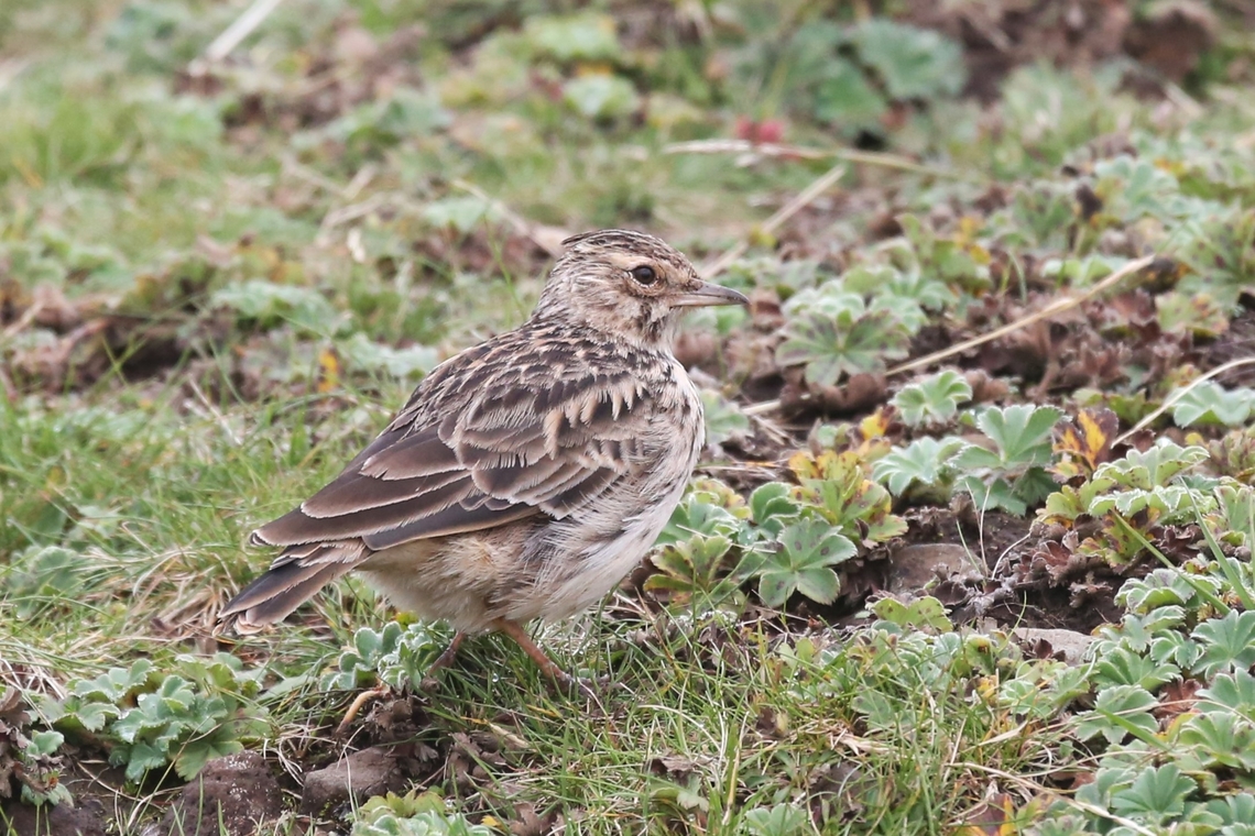 Thekla's Lark Here found at over 3,500 metres on the way up to the Sanetti Plateau with its crest flat against its head. Bale Mountains National Park,Galerida theklae,Oromia,Thekla's lark