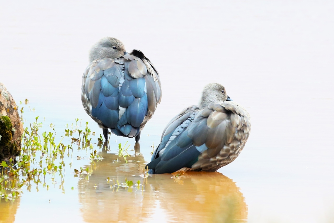 Blue-winged Geese On a small lake on the Sanetti Plateau, this small endemic goose, also seen on a reservoir near Addis Ababa. Bale Mountains National Park,Blue-winged goose,Cyanochen cyanoptera,Oromia,Sanetti Plateau