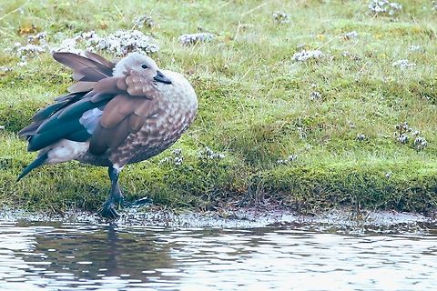 Blue-winged Goose Another of these small geese seen close-by the Harenna Escarpment on the Sanetti Plateau. Bale Mountains National Park,Blue-winged goose,Cyanochen cyanoptera,Oromia,Sanetti Plateau