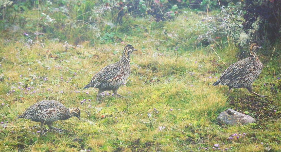 Moorland Francolin This endemic francolin found at high elevation, here in alpine grassland/heath just below the Sanetti Plateau, unfortunately it was very foggy. Bale Mountains National Park,Moorland francolin,Oromia,Scleroptila psilolaema