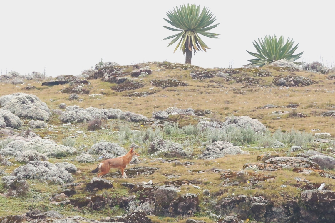 Giant Lobelia with Ethiopian Wolf in the foreground  Bale Mountains National Park,Canis Simensis,Ethiopian Wolf,Giant lobelia,Lobelia rhynchopetalum,Oromia,Sanetti Plateau