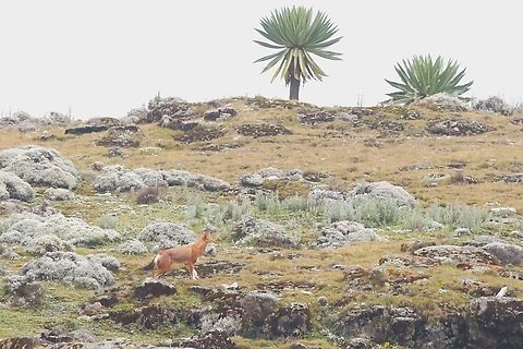 Giant Lobelia with Ethiopian Wolf in the foreground  Bale Mountains National Park,Canis Simensis,Ethiopian Wolf,Giant lobelia,Lobelia rhynchopetalum,Oromia,Sanetti Plateau
