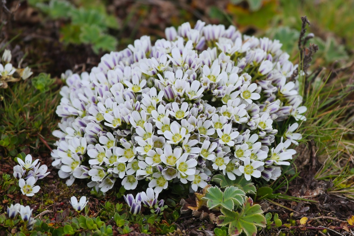 Swertia lugardae Here is a tight tuft of Swertia lugardae; Swertia replaces Gentiana on the high African mountains Bale Mountains National Park,Oromia,Sanetti Plateau,Swertia lugardae